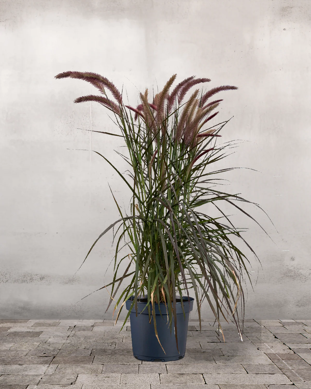 Rød Lampepudsergræs, Pennisetum setaceum 'Rubrum'