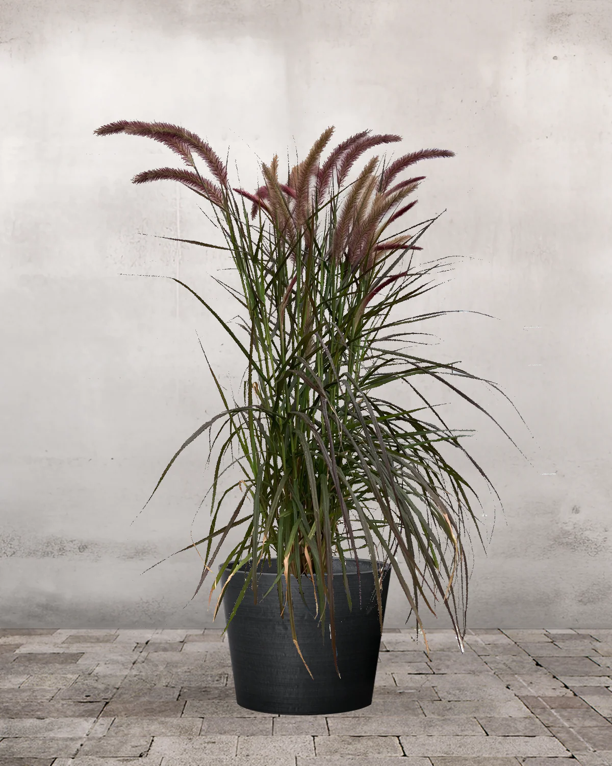 Rød Lampepudsergræs, Pennisetum setaceum 'Rubrum' - Image 2