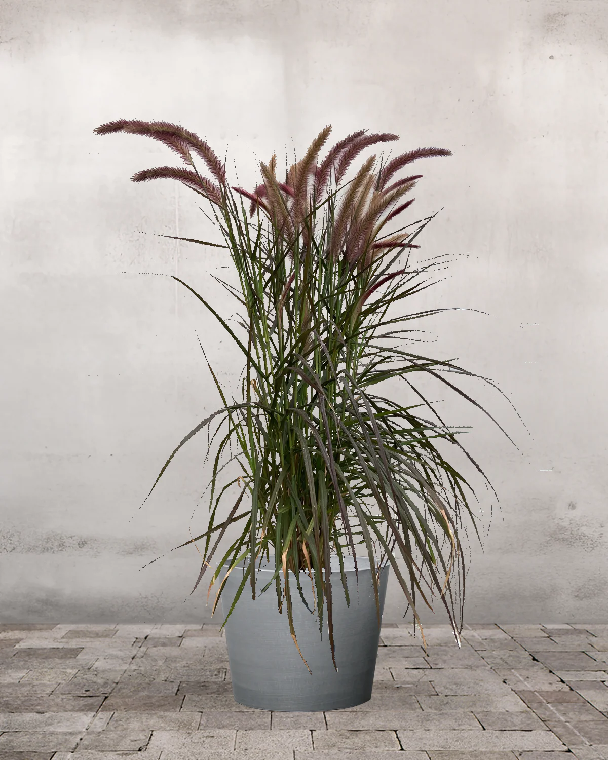 Rød Lampepudsergræs, Pennisetum setaceum 'Rubrum' - Image 3
