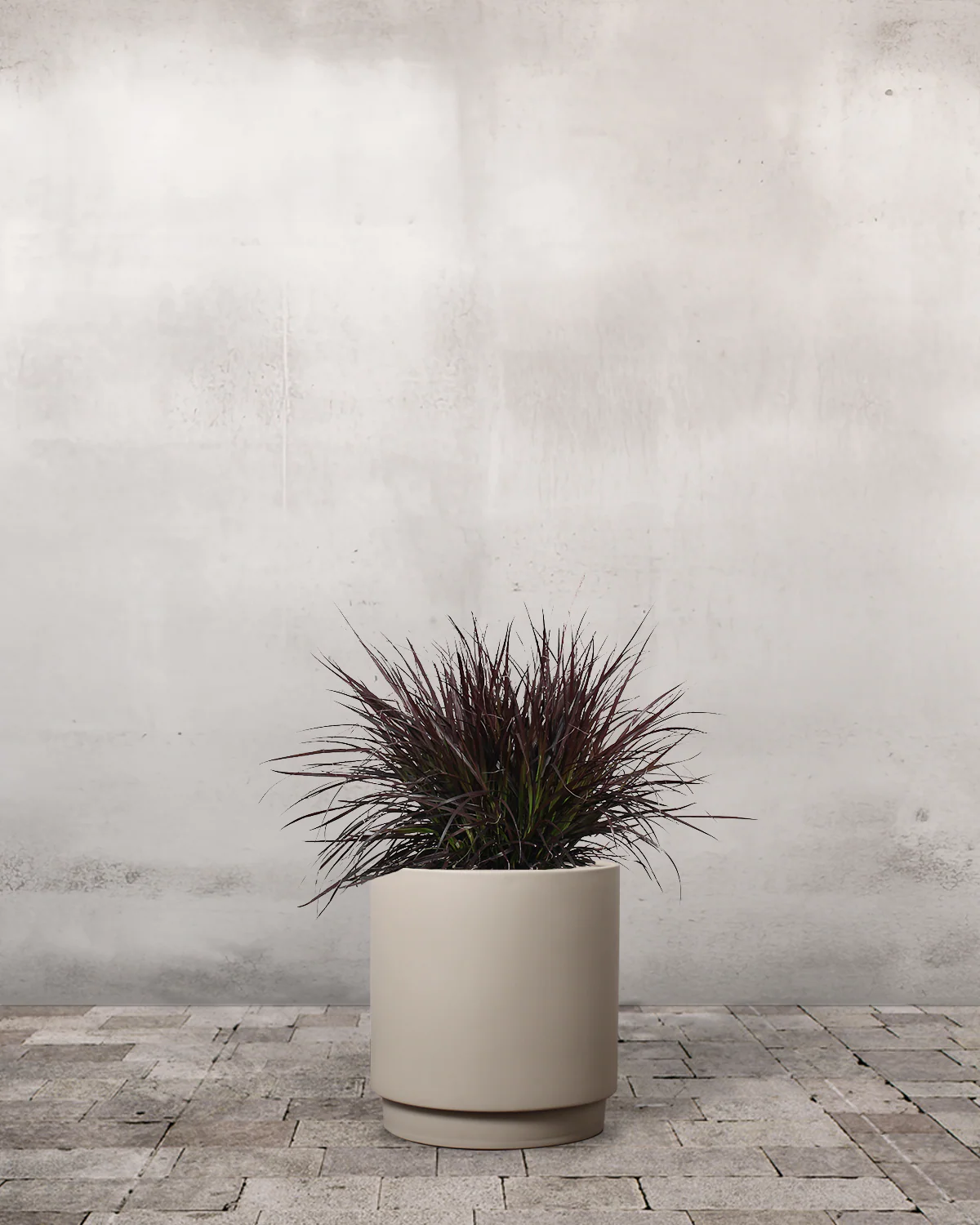 Rød Lampepudsergræs, Pennisetum setaceum 'Rubrum' - Image 6