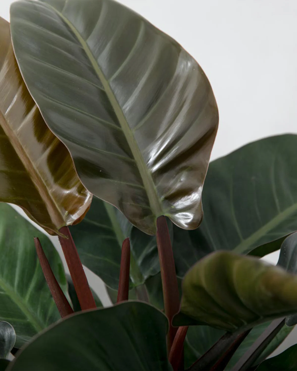 Philodendron Imperial Red - 30-40 cm - Image 2