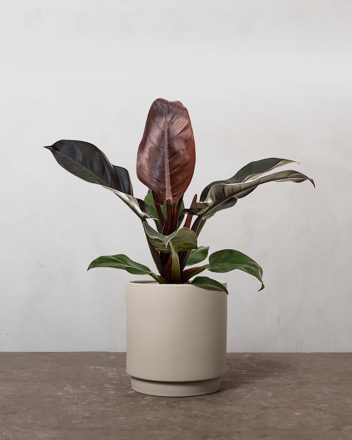 Philodendron Imperial Red - 30-40 cm - Image 3