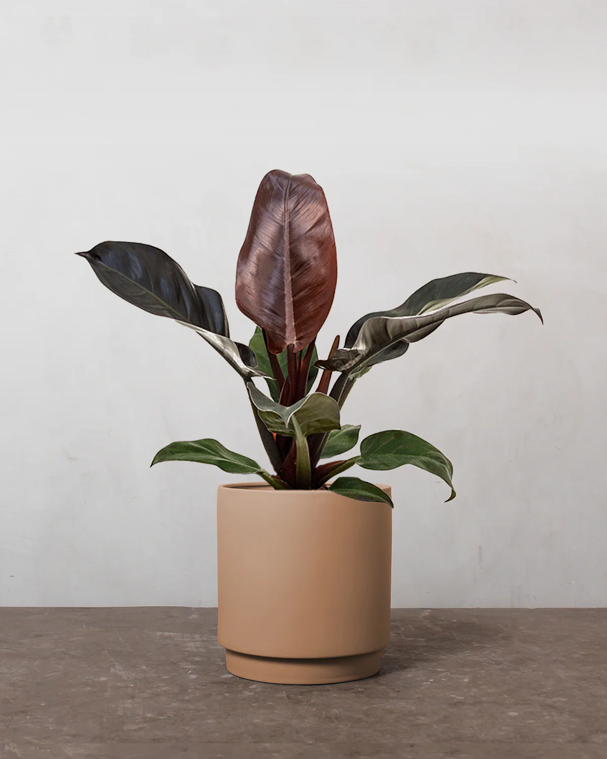 Philodendron Imperial Red - 30-40 cm - Image 4