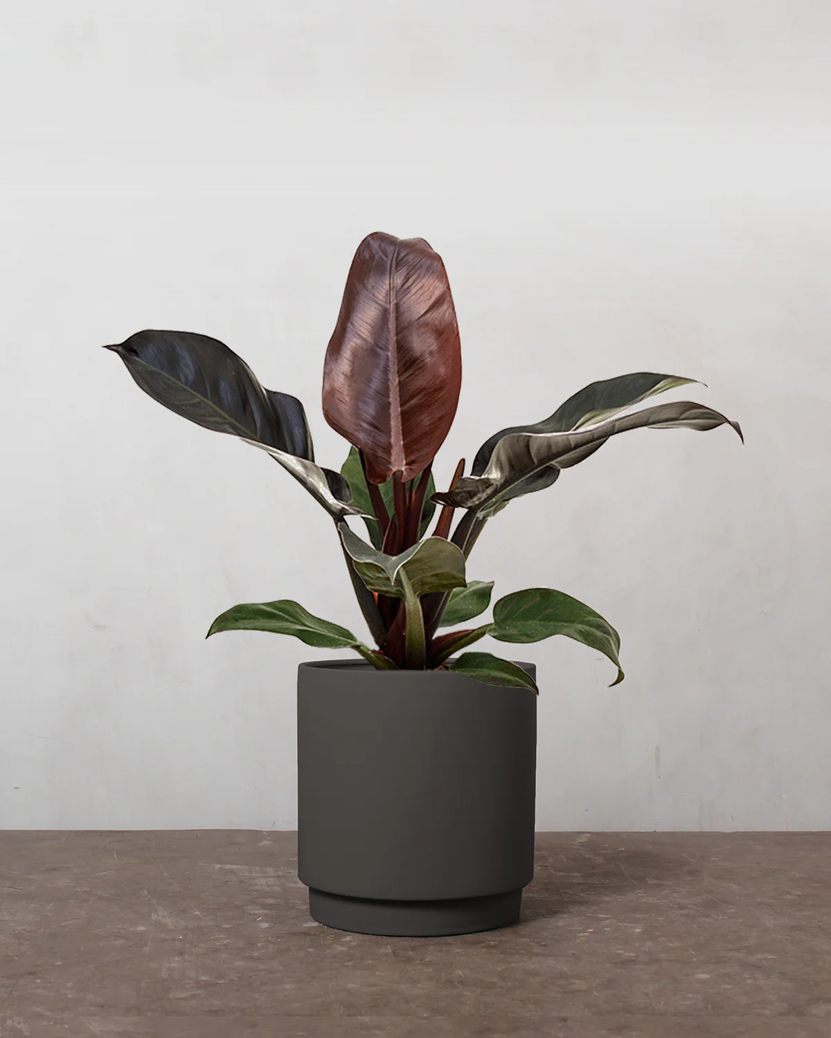 Philodendron Imperial Red - 30-40 cm - Image 5