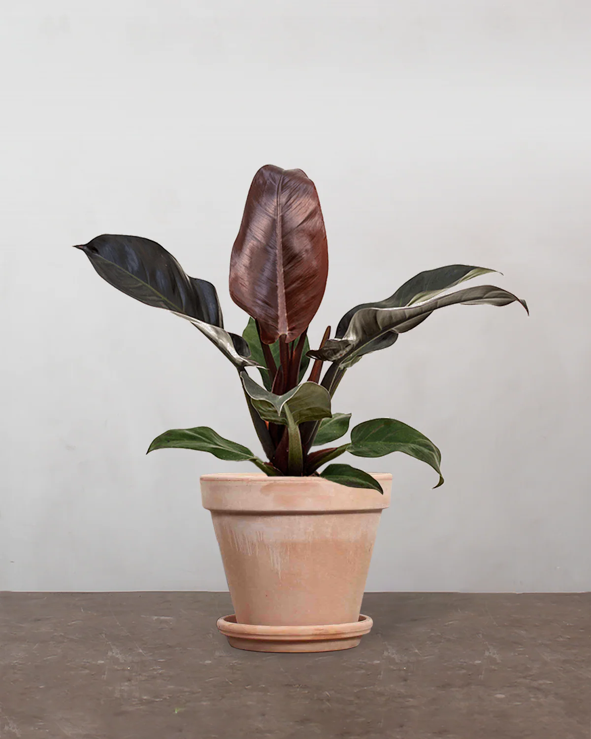 Philodendron Imperial Red - 30-40 cm - Image 6