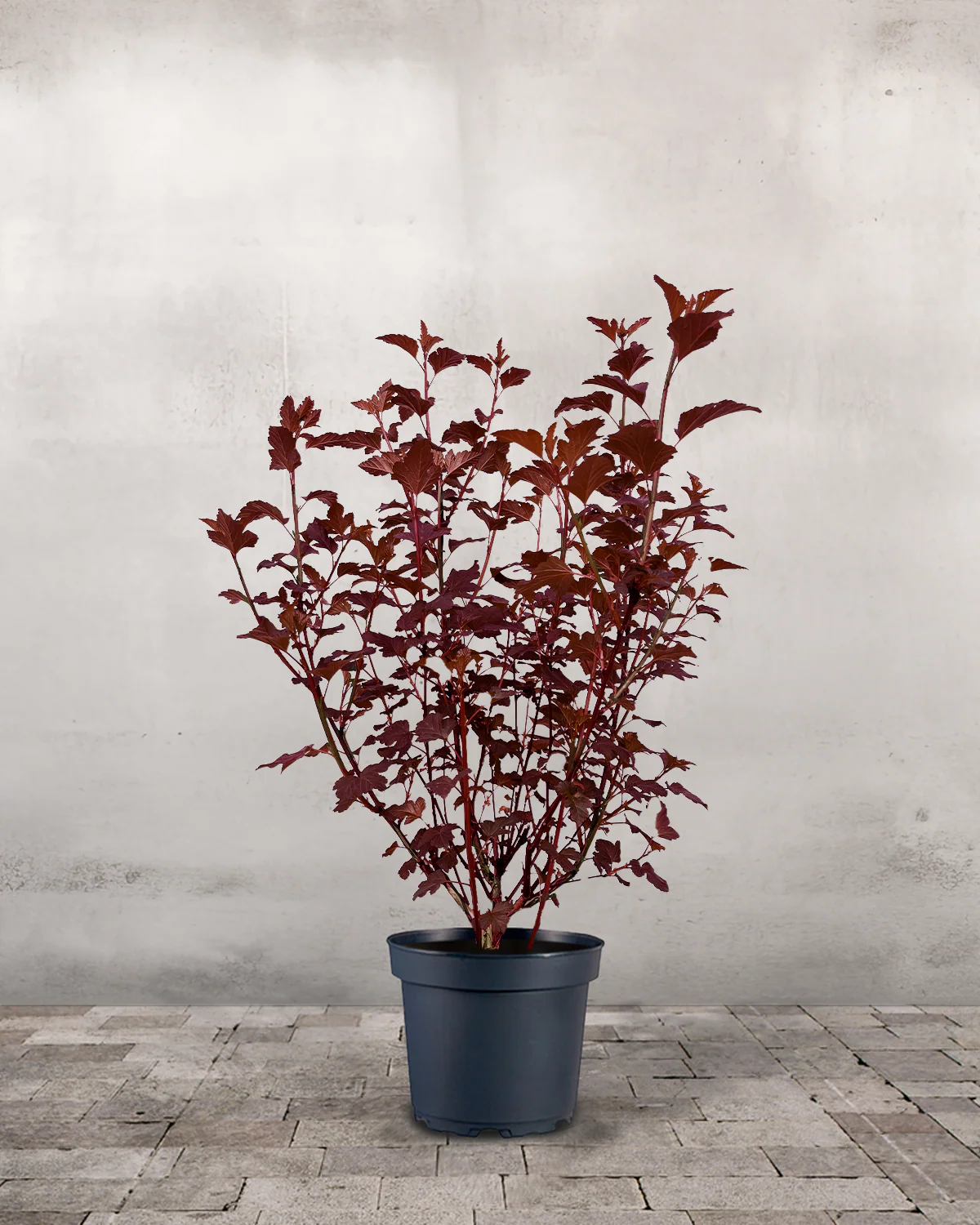 Rødbladet Blærespiraea, Physocarpus opulifolius 'Diabolo' – 70-90 cm