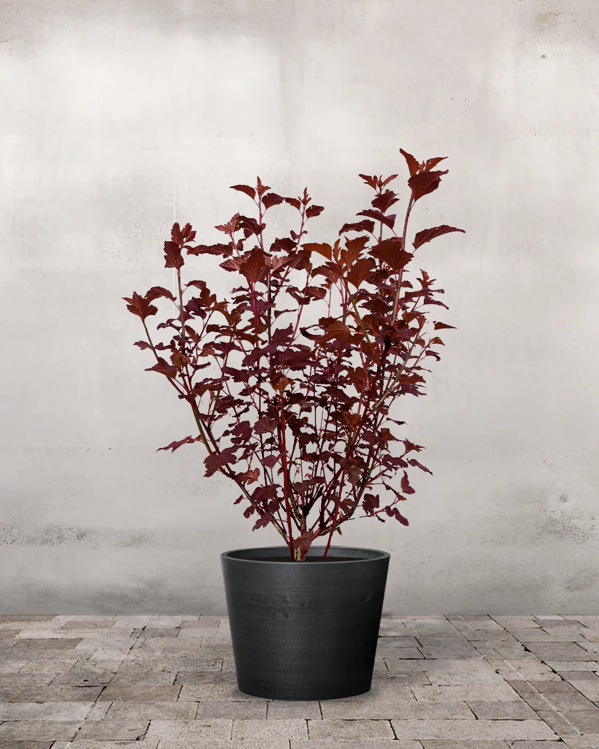 Rødbladet Blærespiraea, Physocarpus opulifolius 'Diabolo' – 70-90 cm - Image 2