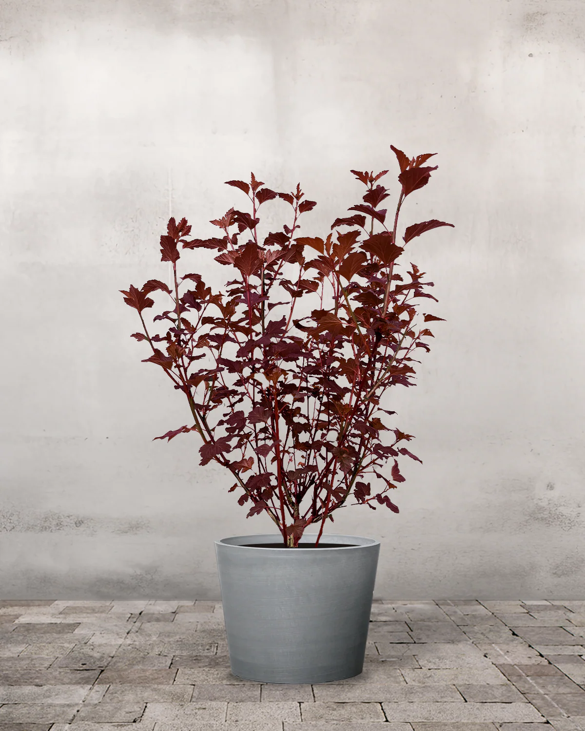 Rødbladet Blærespiraea, Physocarpus opulifolius 'Diabolo' – 70-90 cm - Image 3