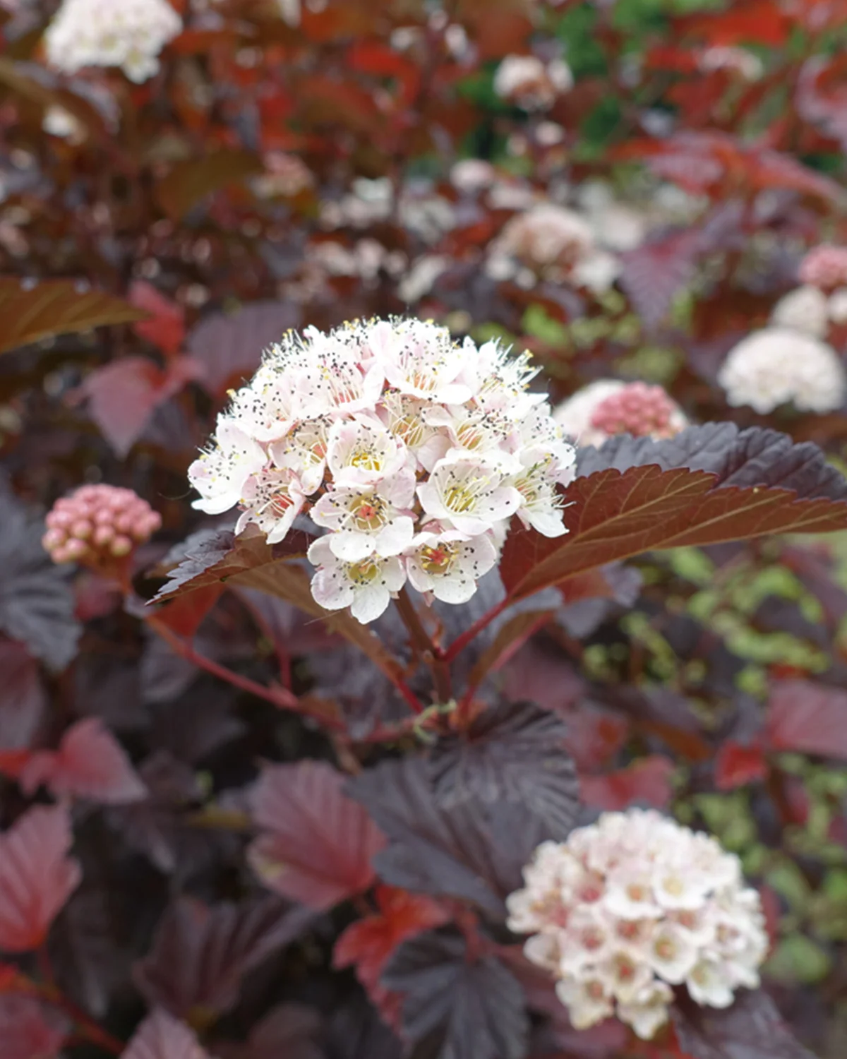 Rødbladet Blærespiraea, Physocarpus opulifolius 'Diabolo' – 70-90 cm - Image 4