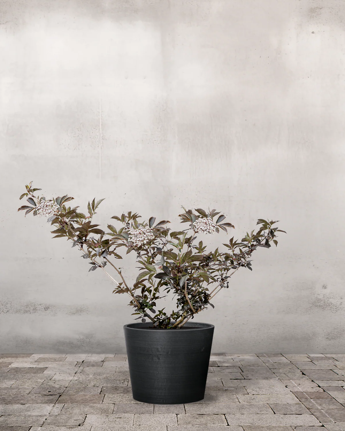 Rødbladet Hyld, Sambucus nigra 'Purpurea' - 40-60 cm - Image 3