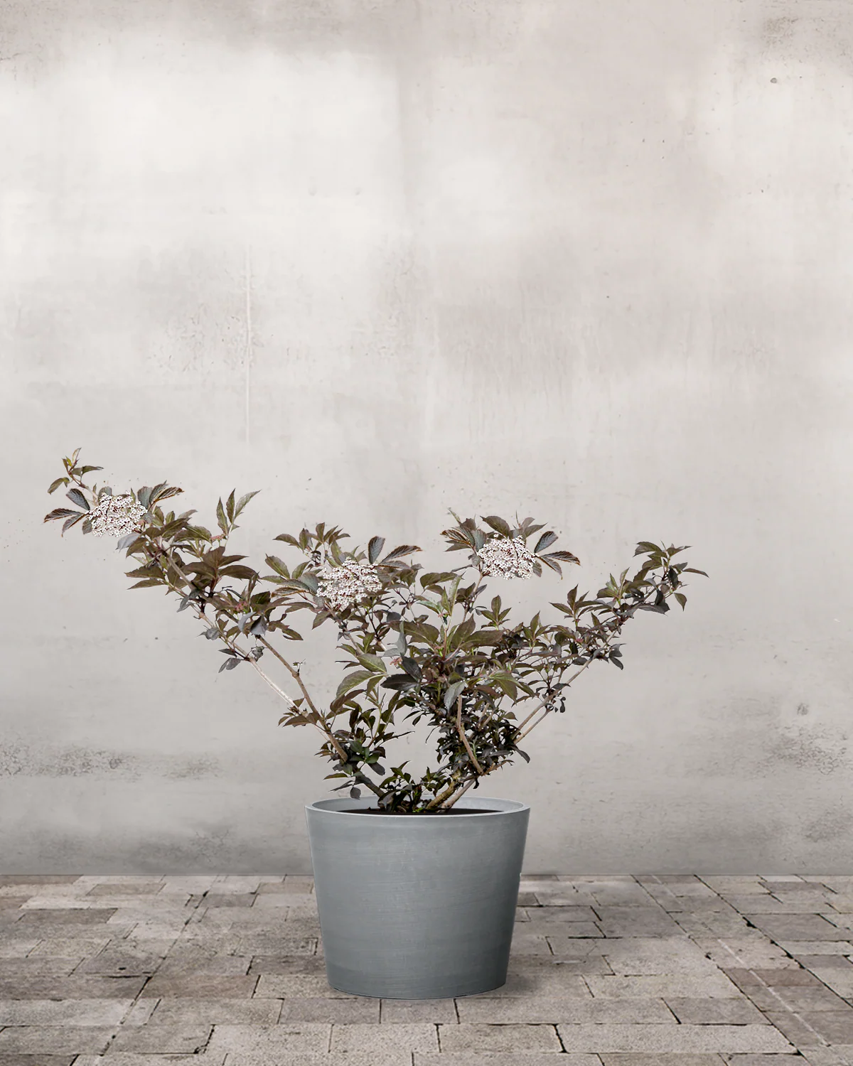 Rødbladet Hyld, Sambucus nigra 'Purpurea' - 40-60 cm - Image 4
