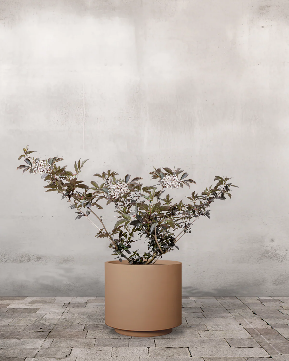 Rødbladet Hyld, Sambucus nigra 'Purpurea' - 40-60 cm - Image 5
