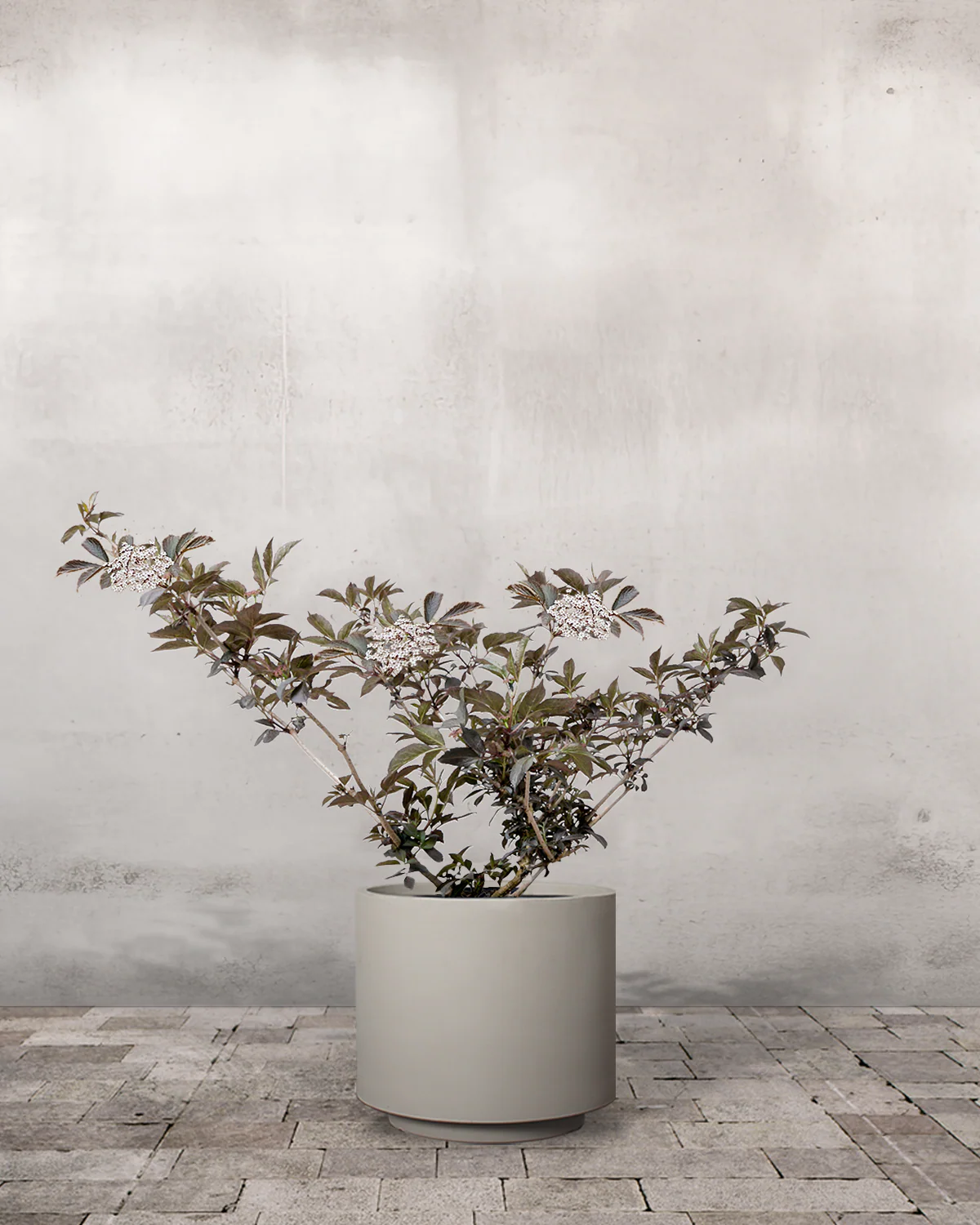 Rødbladet Hyld, Sambucus nigra 'Purpurea' - 40-60 cm - Image 6
