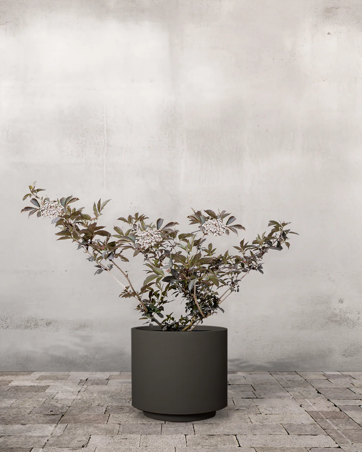 Rødbladet Hyld, Sambucus nigra 'Purpurea' - 40-60 cm - Image 7
