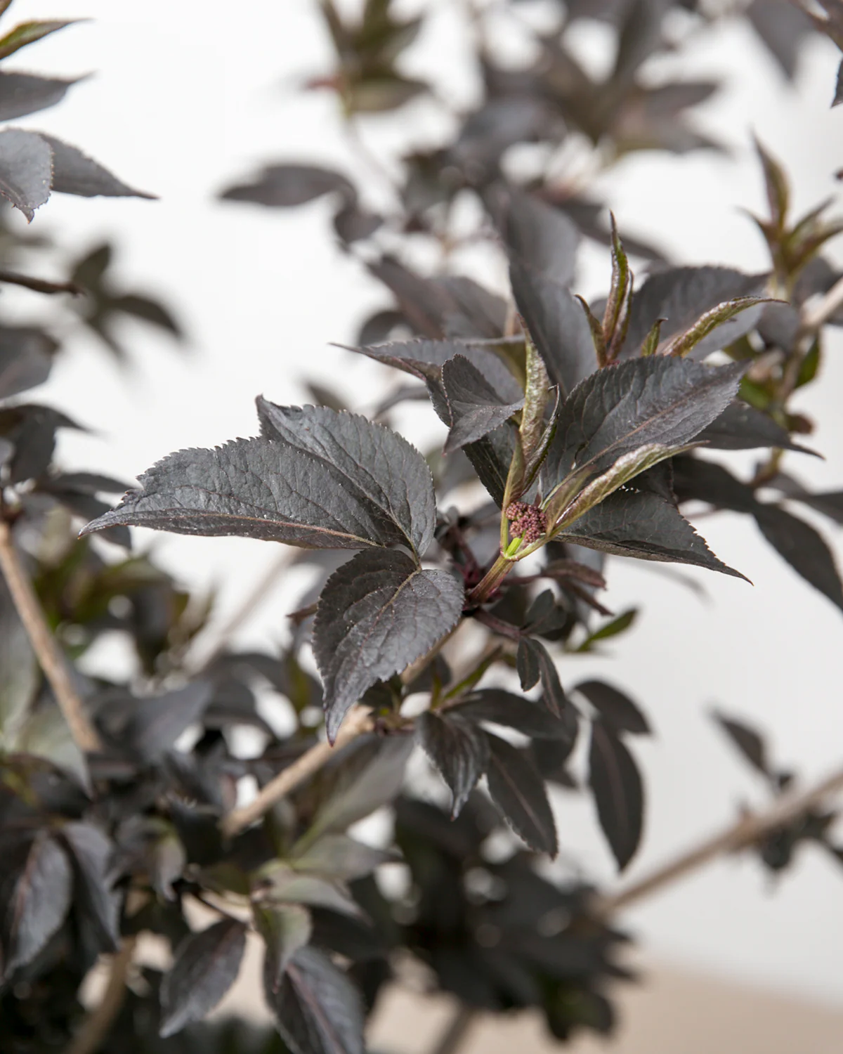 Rødbladet Hyld, Sambucus nigra 'Purpurea' - 40-60 cm - Image 8