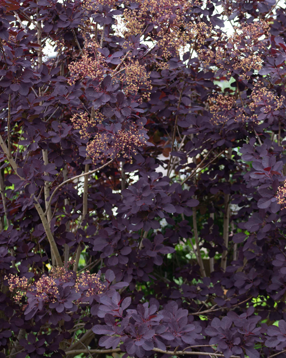 Rødbladet Parykbusk, Cotinus Coggygria 'Royal Purple' - 70-90 cm - Image 5