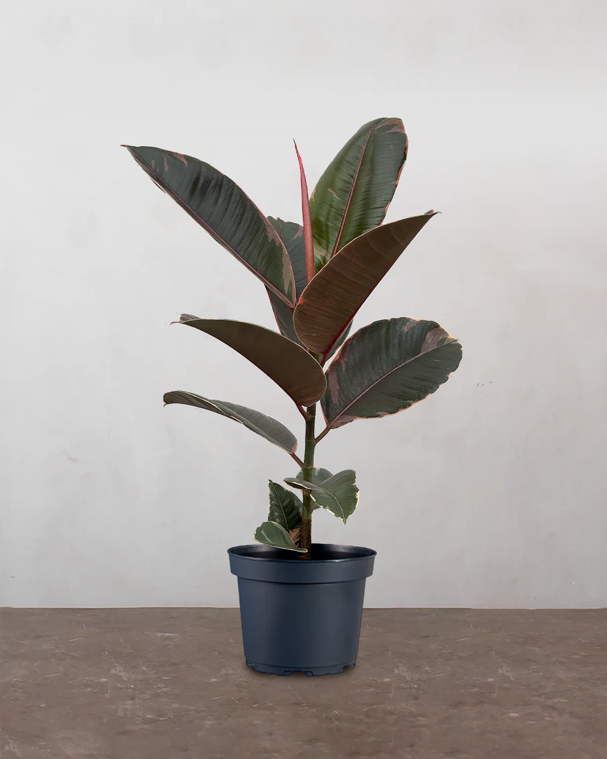 Broget Gummitræ, Ficus elastica 'Belize' - 40-60 cm
