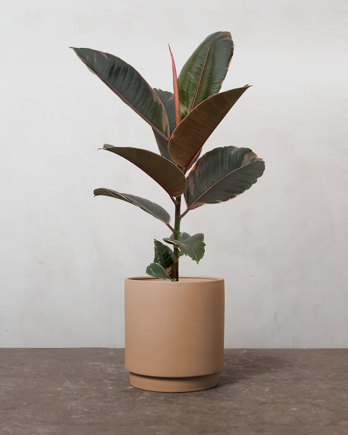 Broget Gummitræ, Ficus elastica 'Belize' - 40-60 cm - Image 6