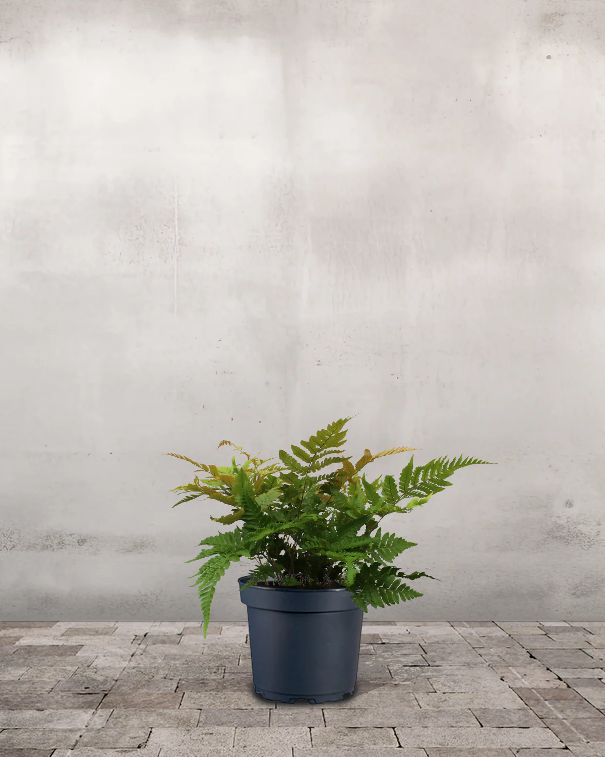 Rødslørbregne, Dryopteris erythrosora - 30-50 cm