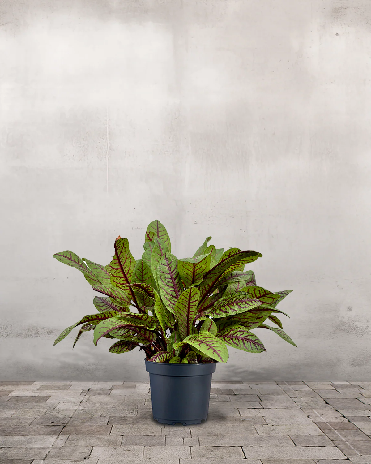 Rødbladet Syre, Rumex sanguineus