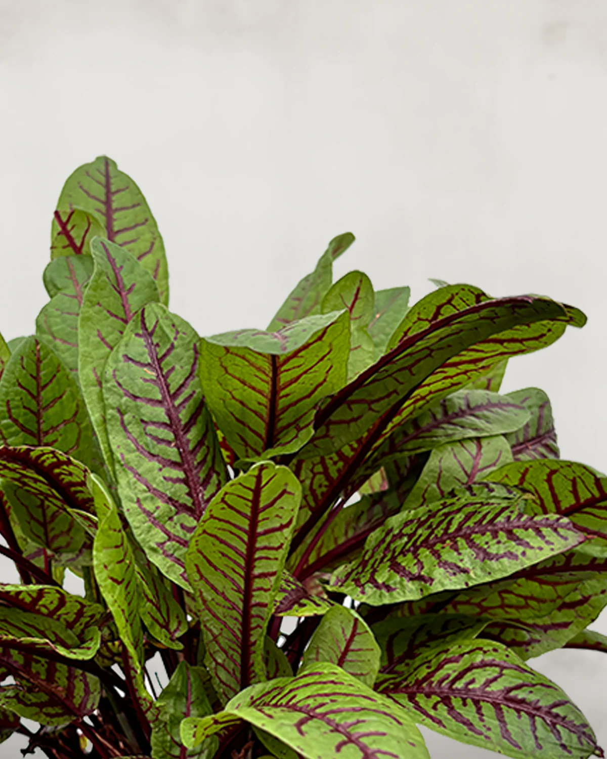 Rødbladet Syre, Rumex sanguineus - Image 2
