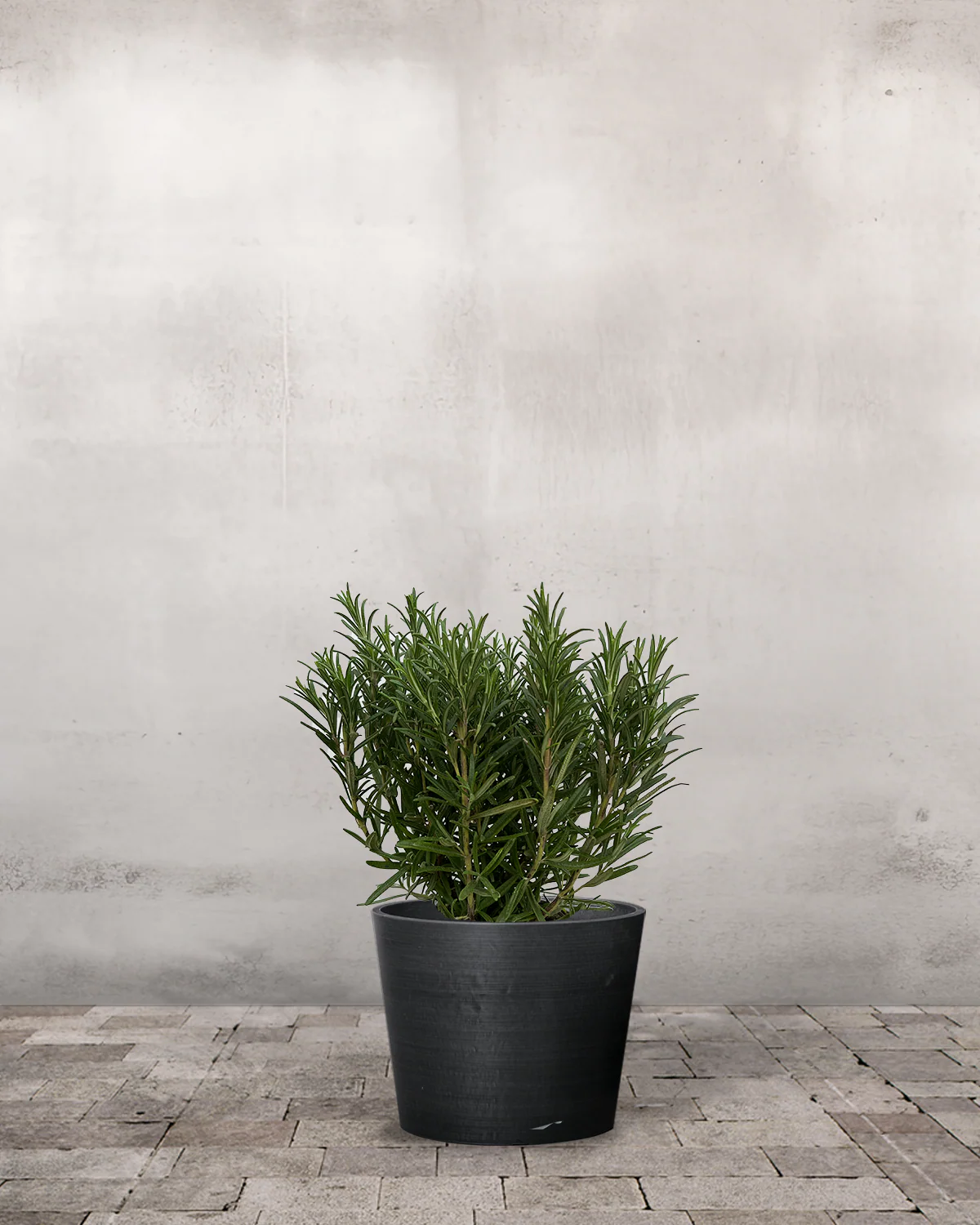 Rosmarin (Ekstra Kraftig), Rosmarinus Officinalis - 40-60 cm - Image 3