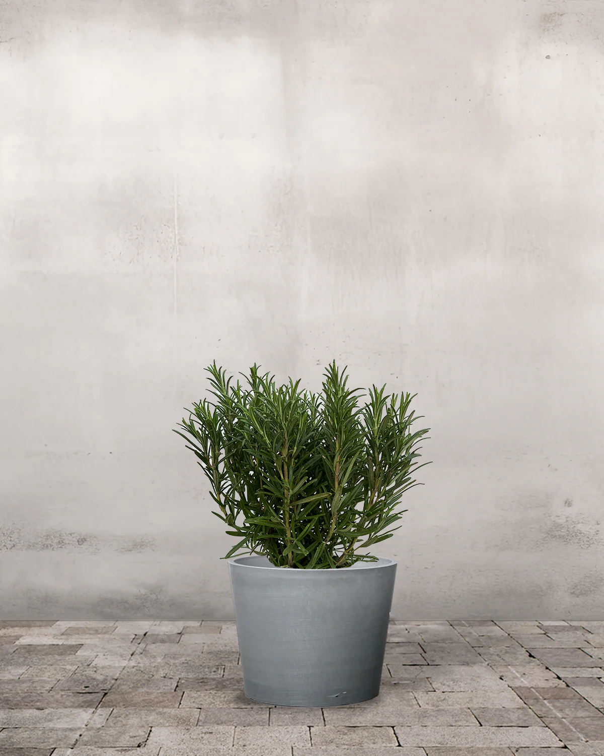 Rosmarin (Ekstra Kraftig), Rosmarinus Officinalis - 40-60 cm - Image 4