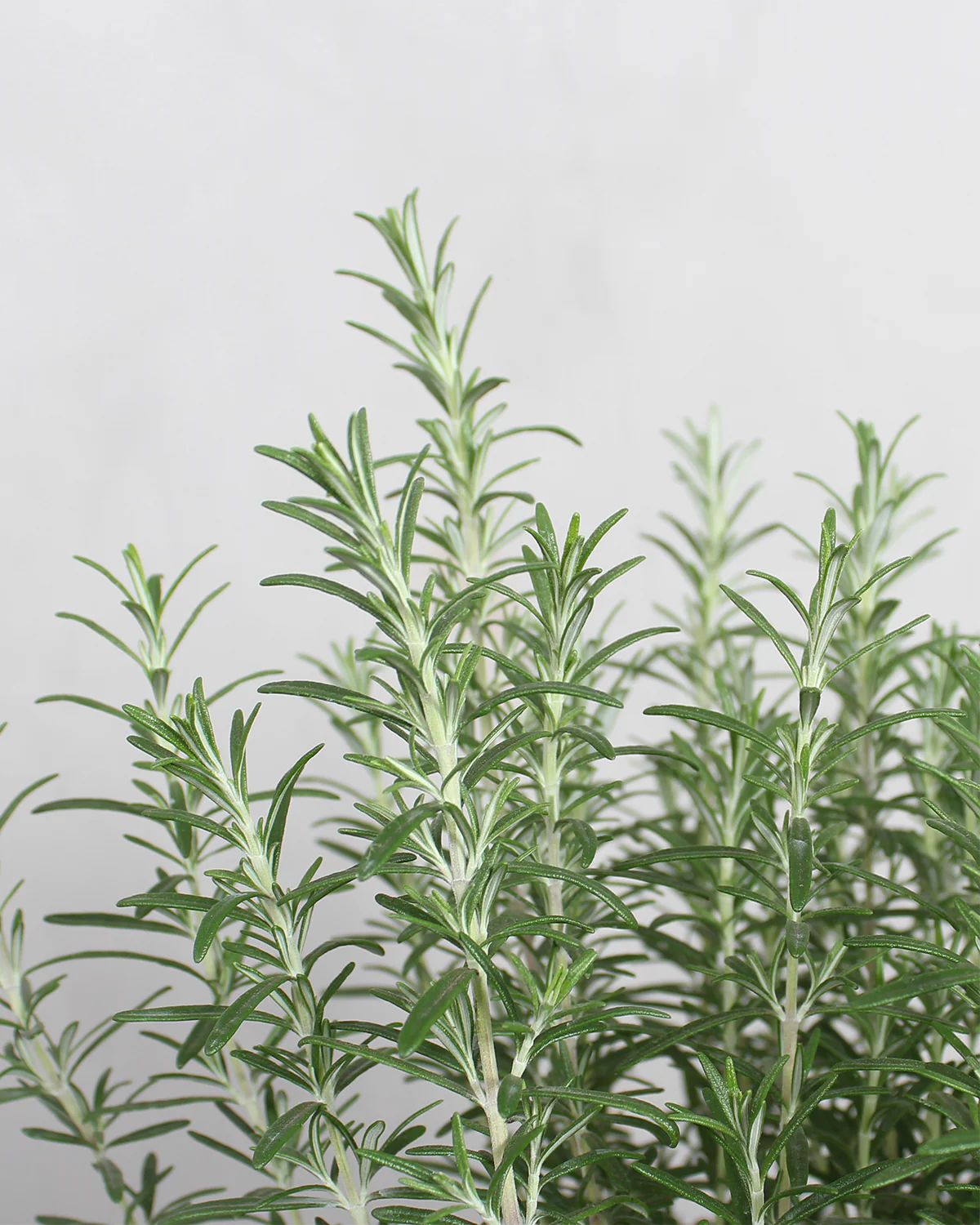 Rosmarin, Rosmarinus Officinalis - 20-30 cm - Image 4