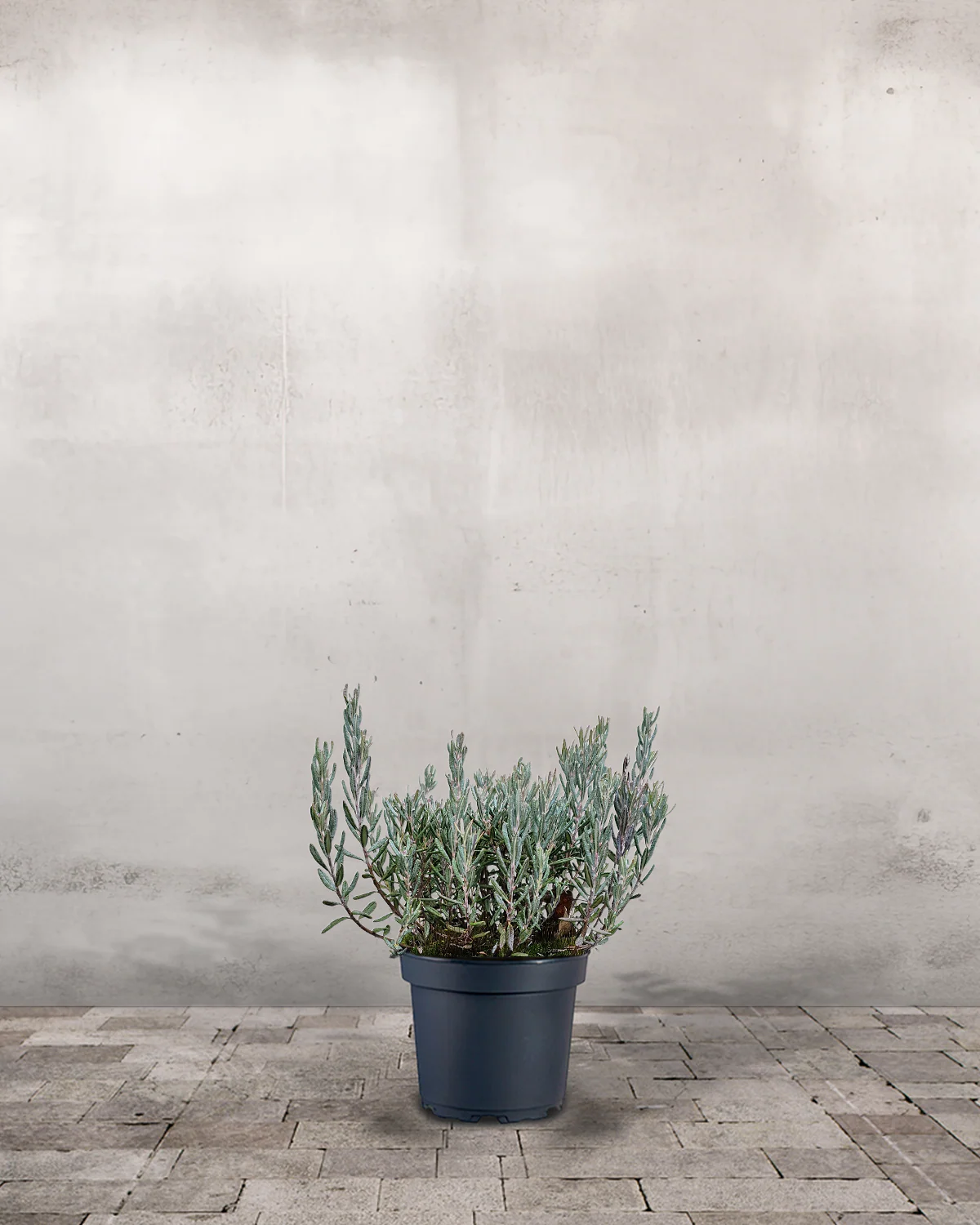Rosmarinlyng, Andromeda polifolia 'Blue Lagoon' - 20-40 cm