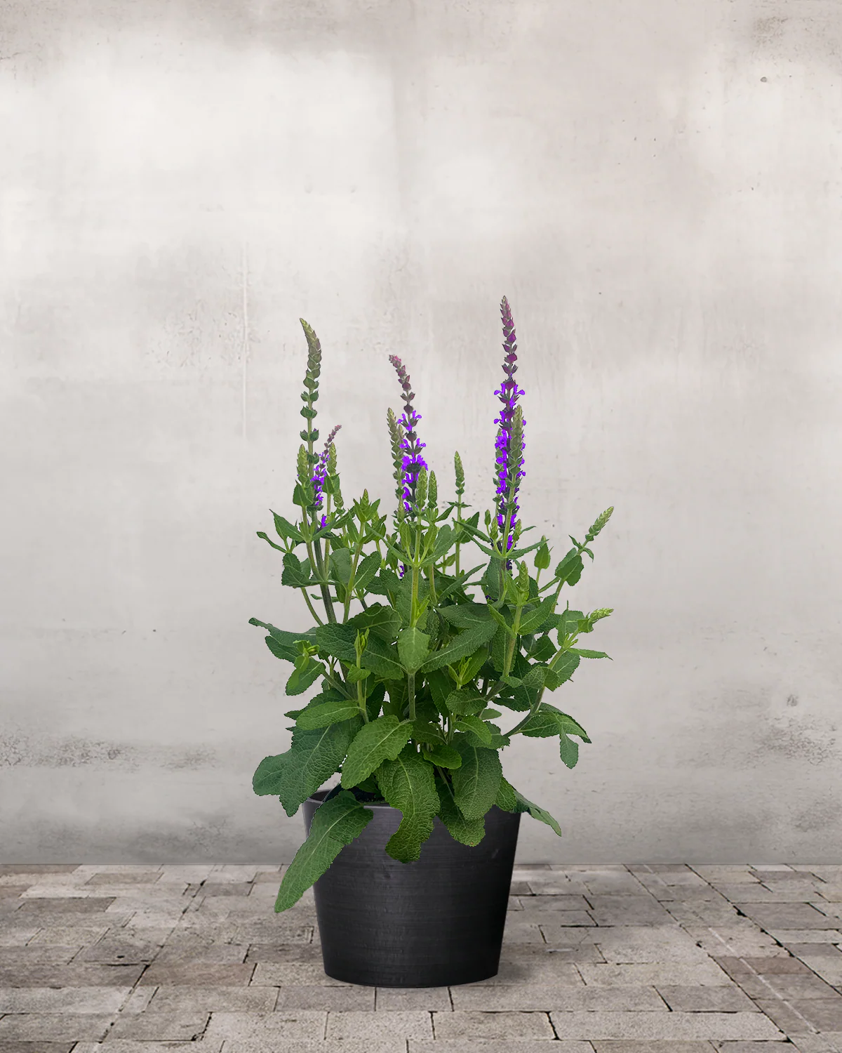 Staudesalvie, Salvia nem. 'Caradonna' - 12 cm potte - Image 3