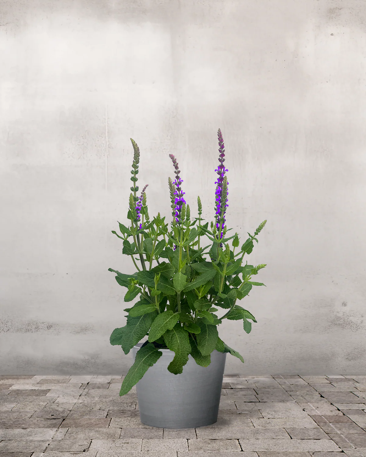 Staudesalvie, Salvia nem. 'Caradonna' - 12 cm potte - Image 4