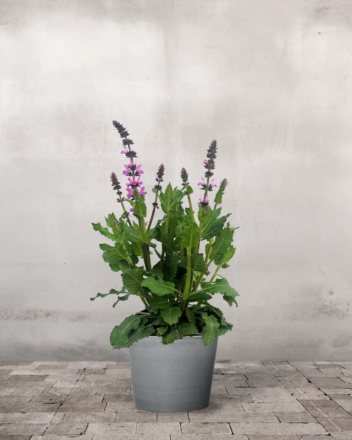 Staudesalvie, Salvia nem. 'Marvel Rose' - 14 cm potte - Image 4
