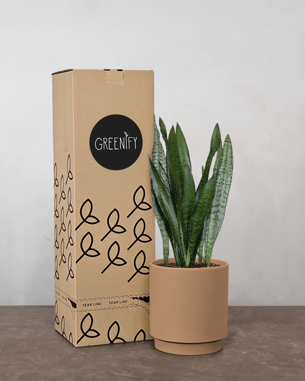Sansevieria - 30-40 cm - Inkl. Gaveæske & Kort - Image 3