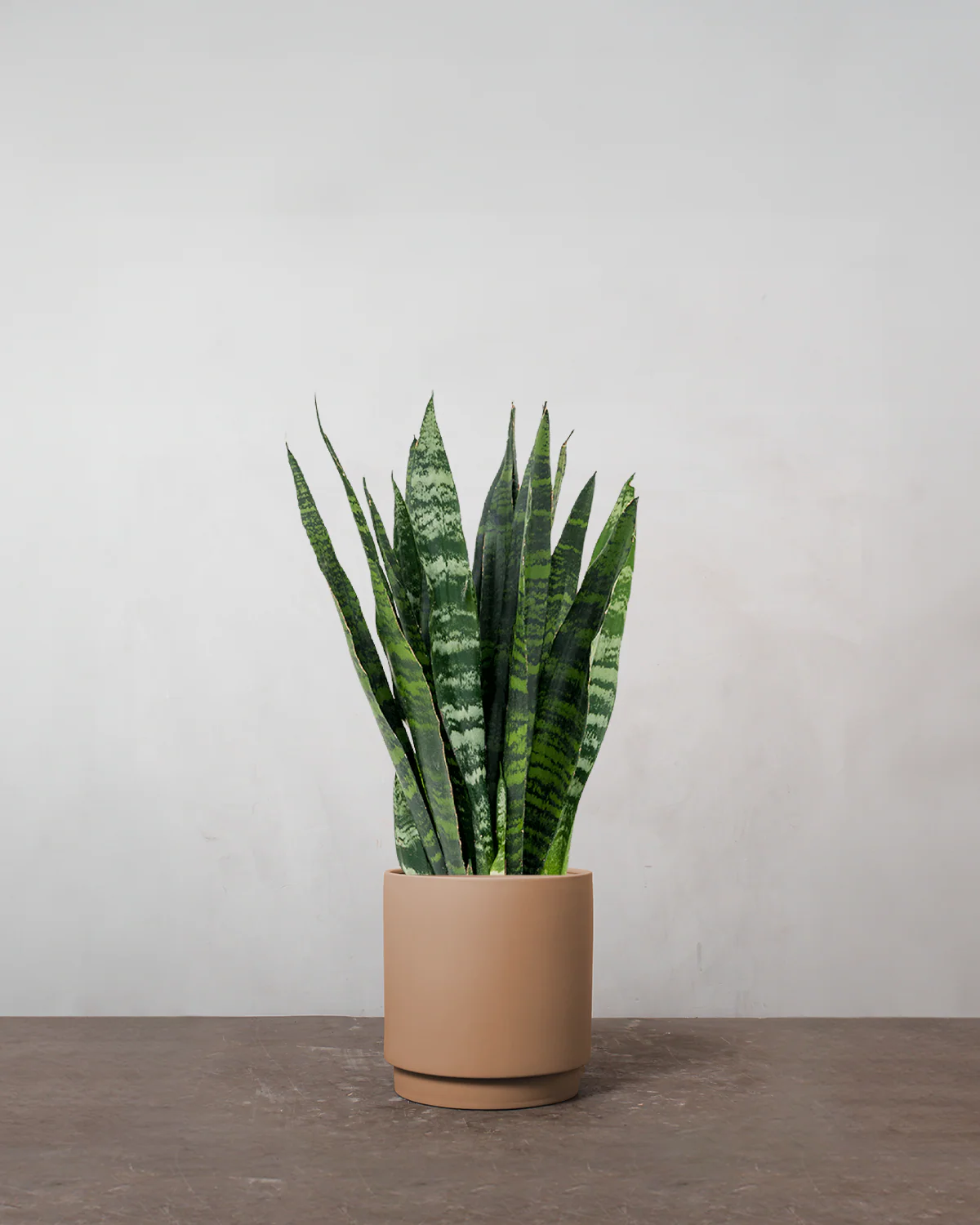 Sansevieria 'Black Coral' - 110-130 cm - Image 3