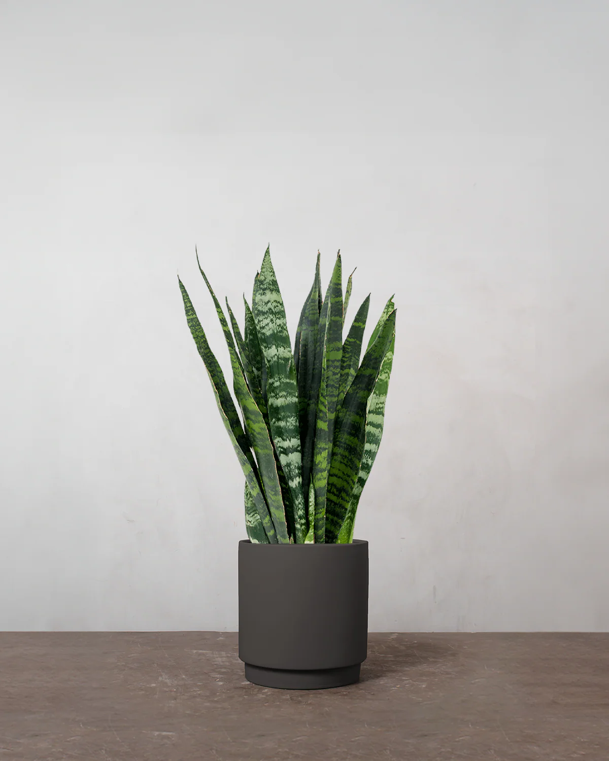Sansevieria 'Black Coral' - 110-130 cm - Image 4