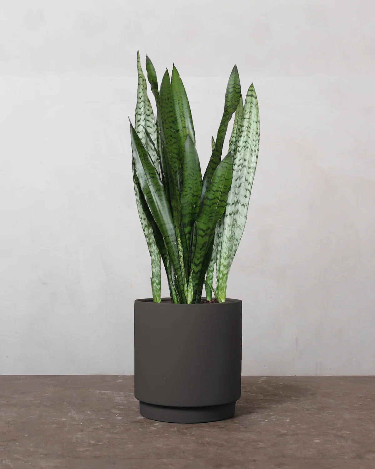 Sansevieria 'Black Coral' - 20-35 cm - Image 4