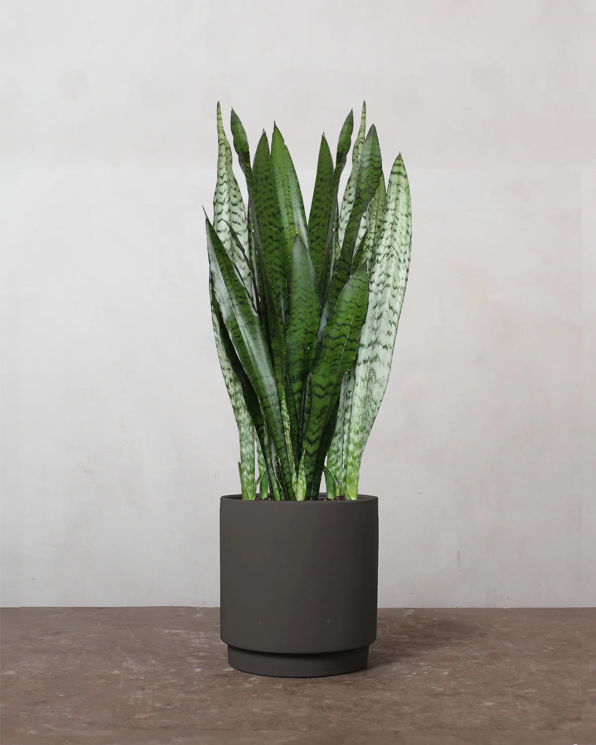 Sansevieria 'Black Coral' - 60-80 cm - Image 5