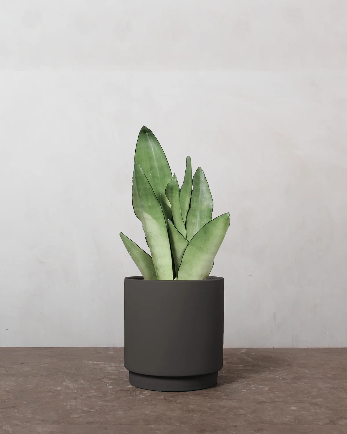 Sansevieria Moonshine - 20-35 cm - Image 5