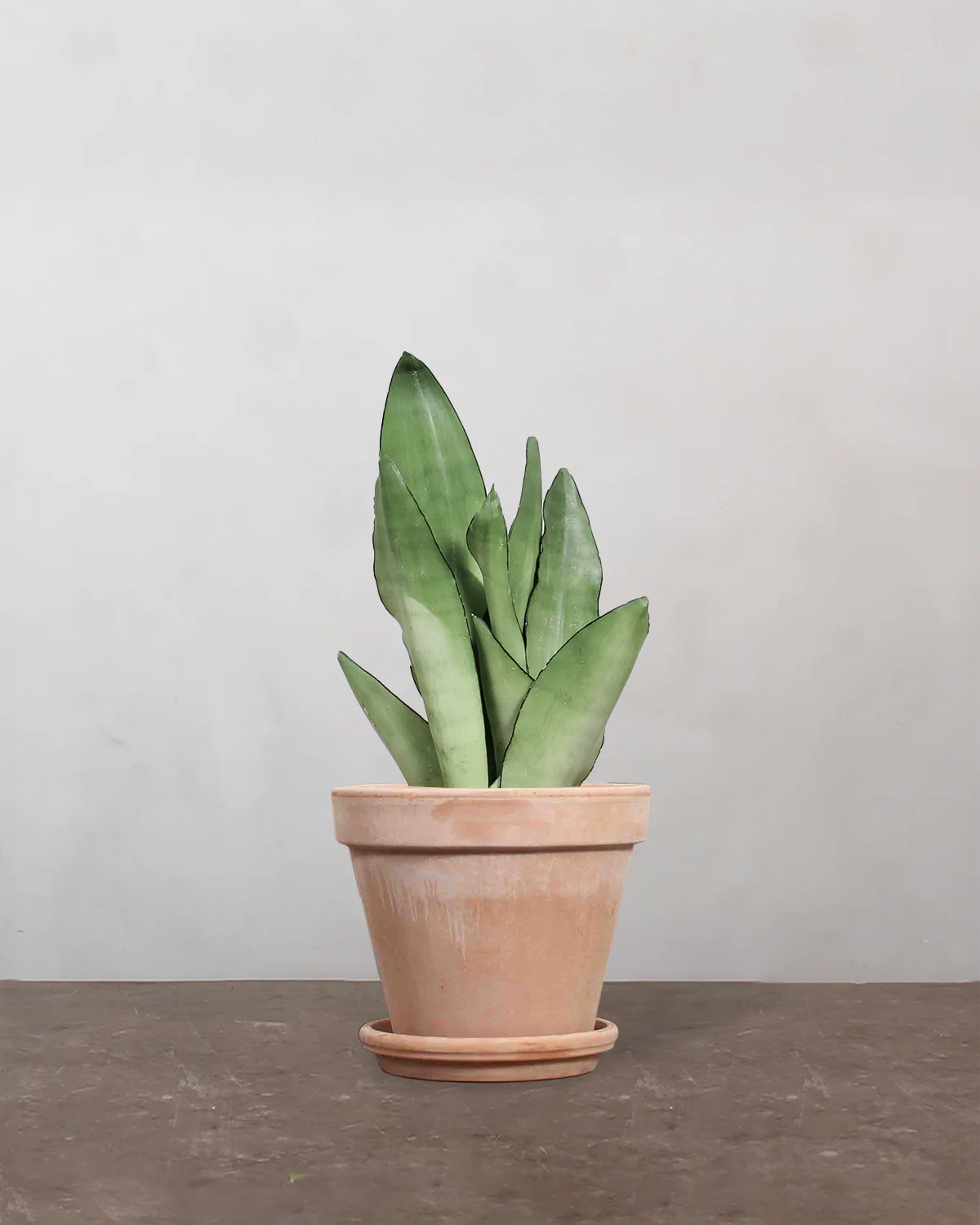 Sansevieria Moonshine - 20-35 cm - Image 6