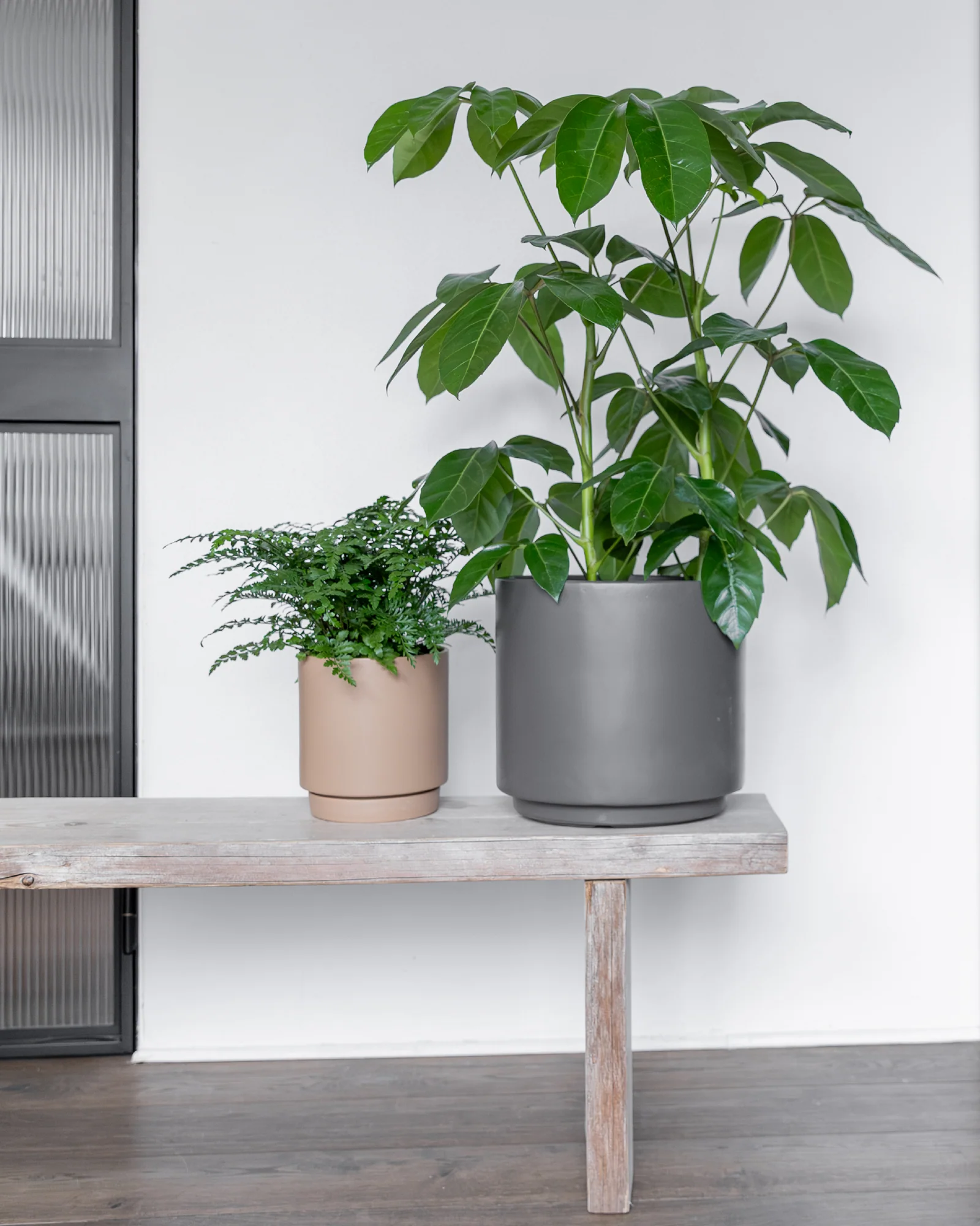 Schefflera Amate - 80-100 cm - Image 3