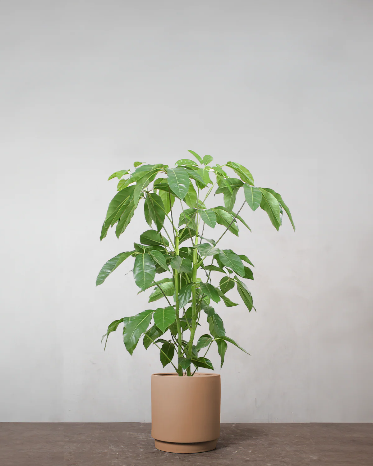 Schefflera Amate - 80-100 cm - Image 4