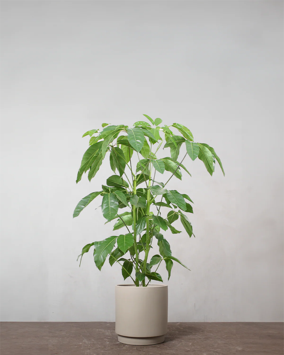 Schefflera Amate - 80-100 cm - Image 5