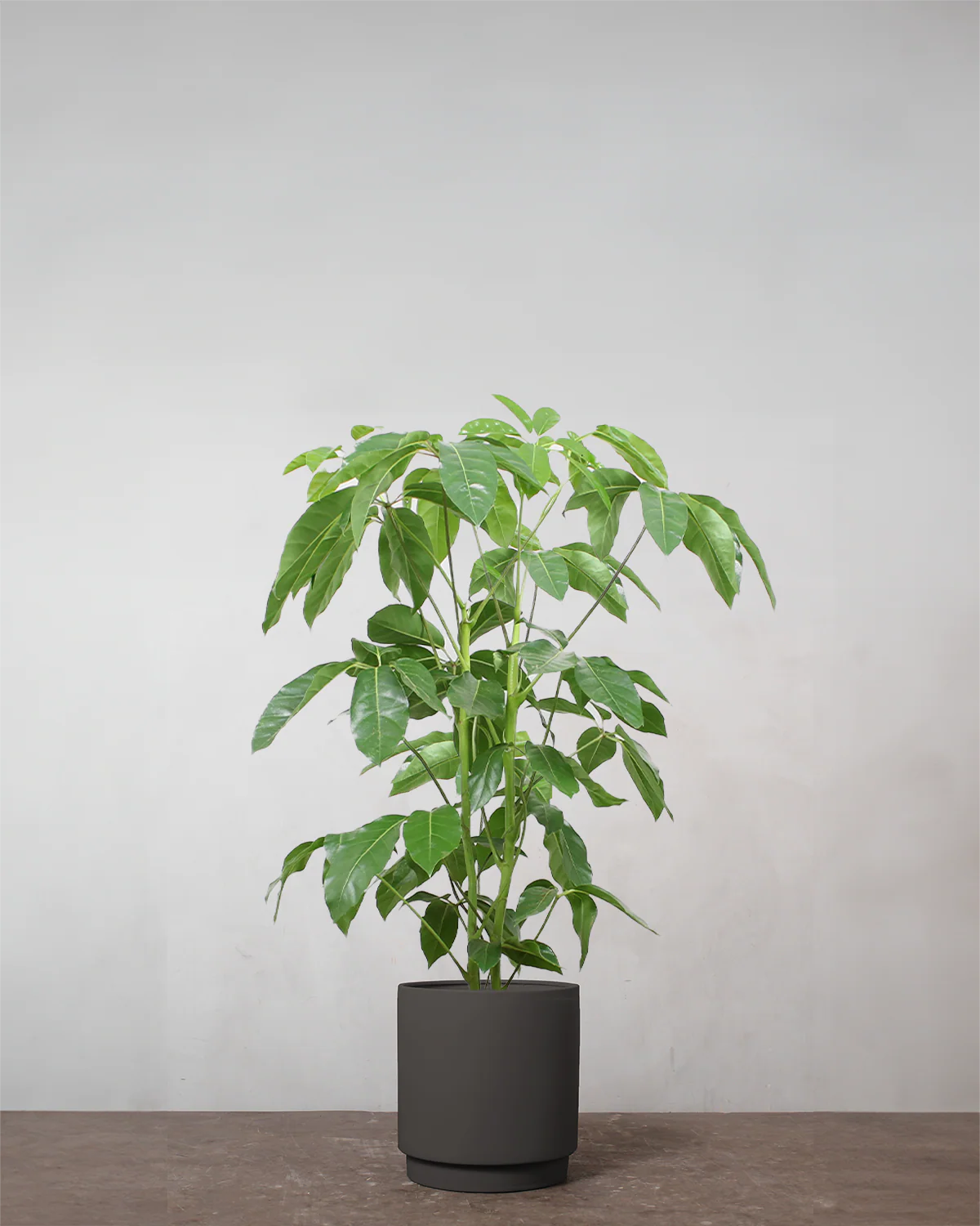 Schefflera Amate - 80-100 cm - Image 6