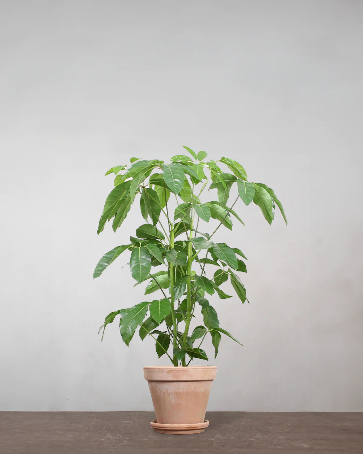 Schefflera Amate - 80-100 cm - Image 7