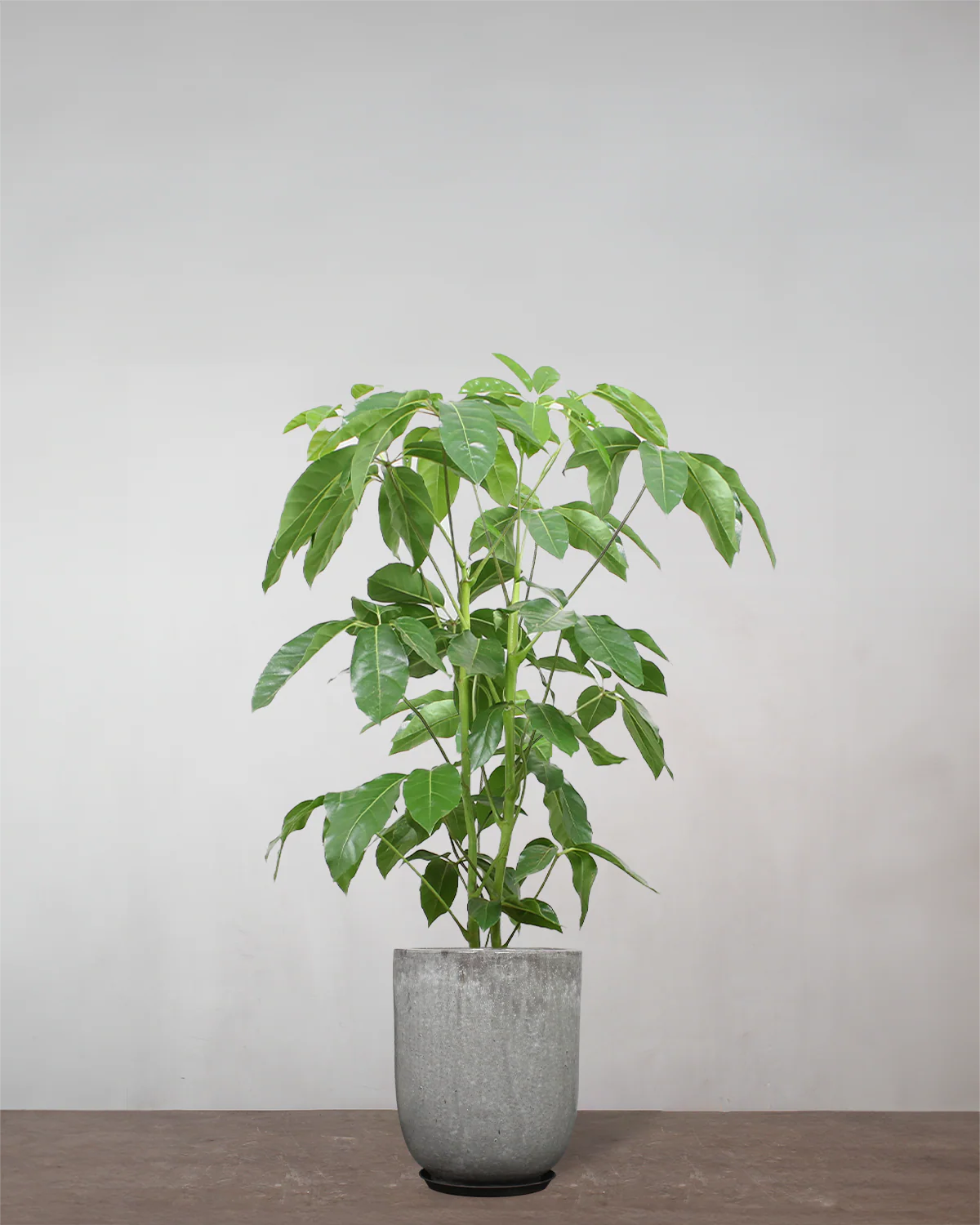 Schefflera Amate - 80-100 cm - Image 9