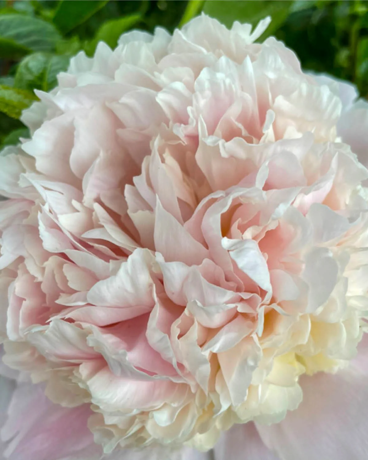 Silkepæon, Paeonia lactiflora 'Madame Calot' - 21 cm potte
