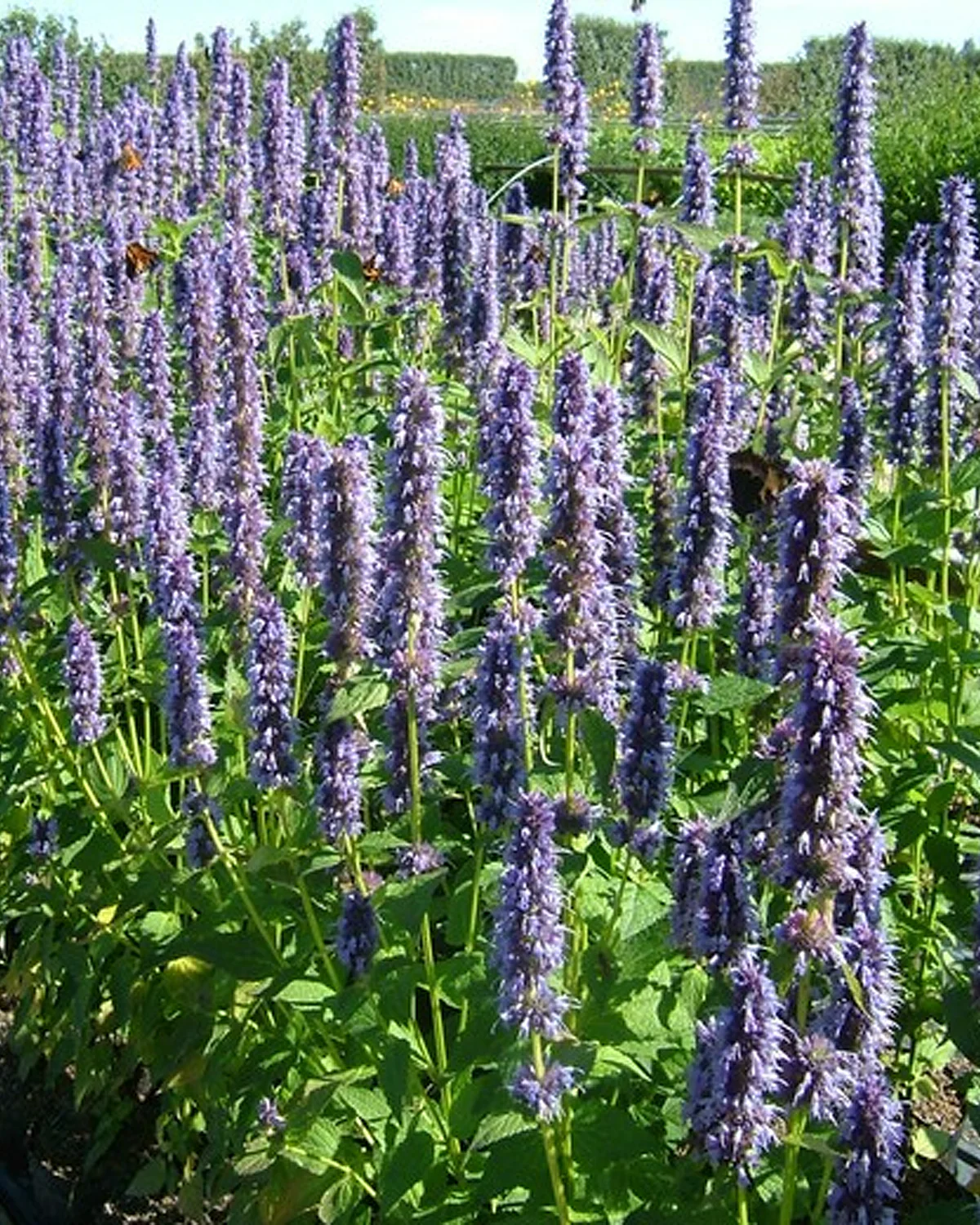 Skærehaven - Image 3