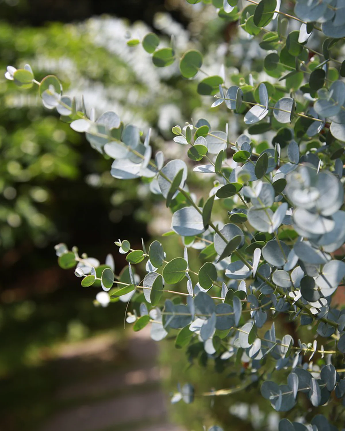 Eucalyptus, Eucalyptus gunnii 'Azura' – 35-50 cm - Image 5