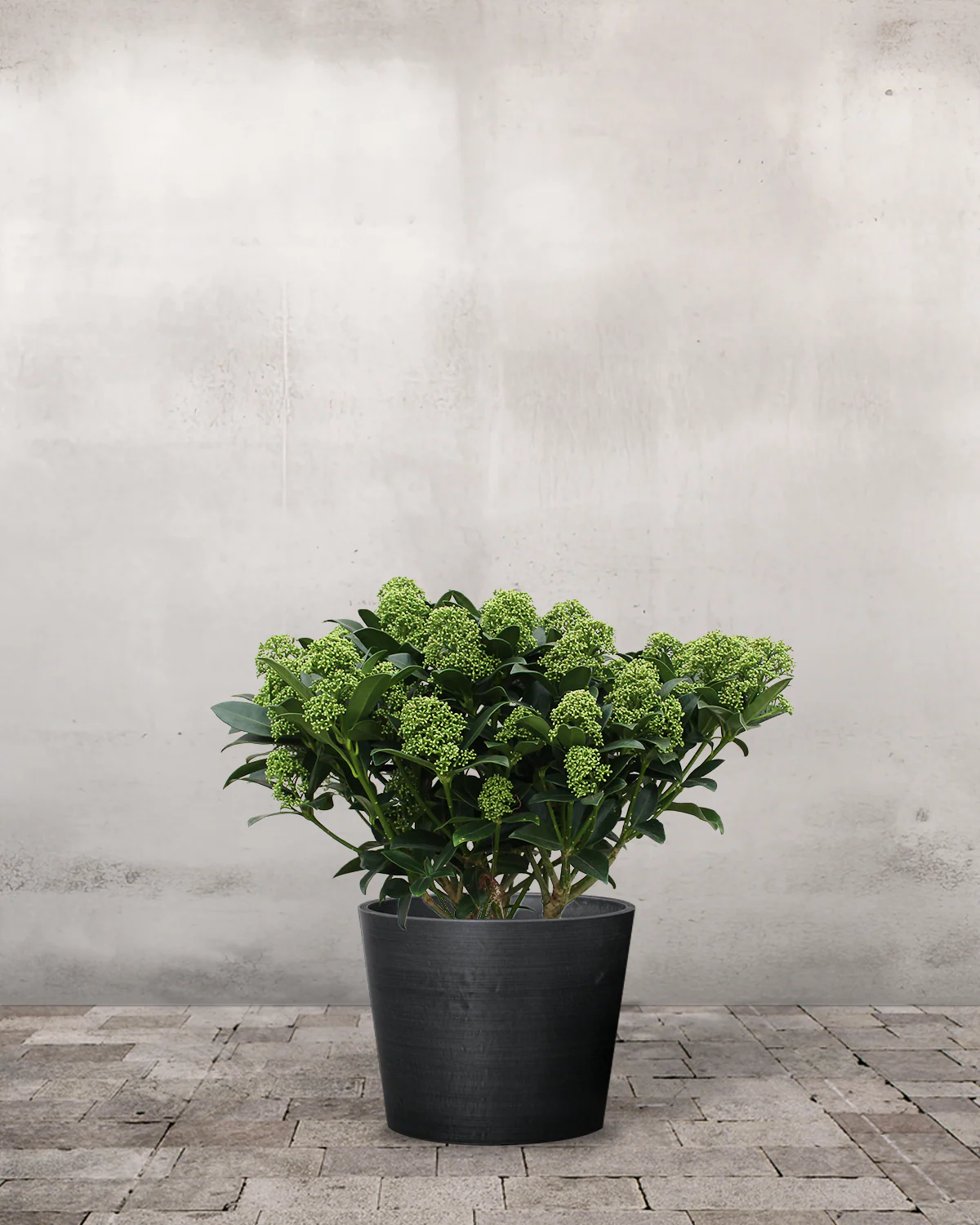 Hvid Skimmia japonica - 40-60 cm - Image 3