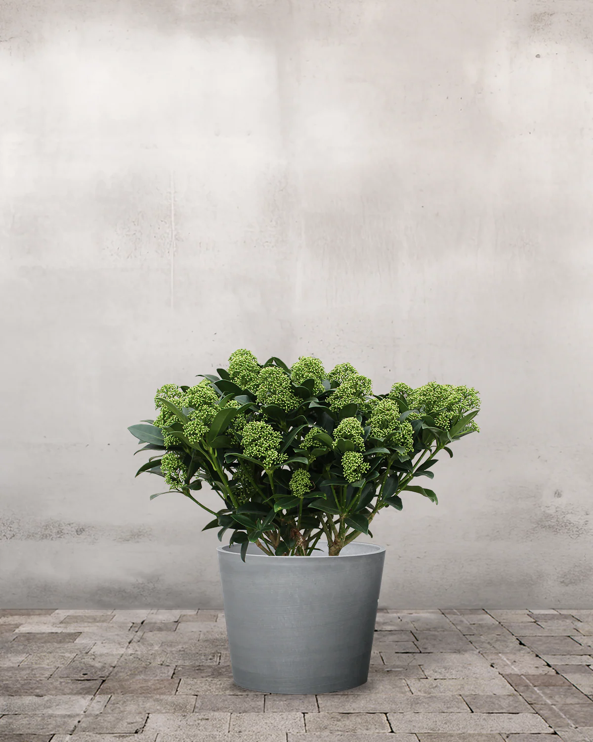 Hvid Skimmia japonica - 40-60 cm - Image 4